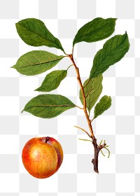 Vintage Plum and twig transparent png. Digitally enhanced illustration from U.S. Department of Agriculture Pomological Watercolor Collection. Rare and Special Collections, National Agricultural Library.