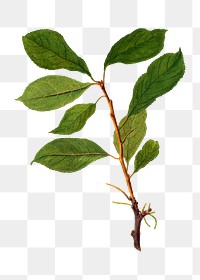 Vintage Plum twig transparent png. Digitally enhanced illustration from U.S. Department of Agriculture Pomological Watercolor Collection. Rare and Special Collections, National Agricultural Library.