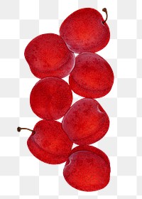 Vintage plums transparent png. Digitally enhanced illustration from U.S. Department of Agriculture Pomological Watercolor Collection. Rare and Special Collections, National Agricultural Library.