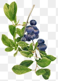 Vintage branch of plums transparent png. Digitally enhanced illustration from U.S. Department of Agriculture Pomological Watercolor Collection. Rare and Special Collections, National Agricultural Library.