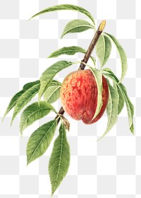 Vintage peach bough transparent png. Digitally enhanced illustration from U.S. Department of Agriculture Pomological Watercolor Collection. Rare and Special Collections, National Agricultural Library.