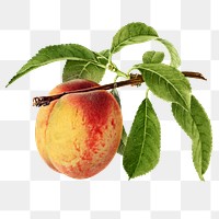 Vintage peach transparent png. Digitally enhanced illustration from U.S. Department of Agriculture Pomological Watercolor Collection. Rare and Special Collections, National Agricultural Library.