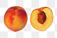 Vintage peaches transparent png. Digitally enhanced illustration from U.S. Department of Agriculture Pomological Watercolor Collection. Rare and Special Collections, National Agricultural Library.
