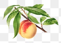 Delicious peach in a branch transparent png. Digitally enhanced illustration from U.S. Department of Agriculture Pomological Watercolor Collection. Rare and Special Collections, National Agricultural Library.