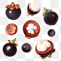 Hand drawn natural fresh mangosteen set