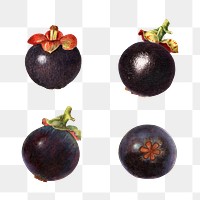 Hand drawn natural fresh mangosteen set