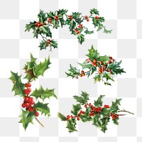 Festive holly leaves set transparent png