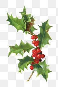 Festive holly leaves transparent png