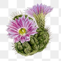 Purple cactus png clip art, vintage botanical illustration