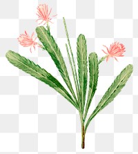 German empress cactus png clip art, vintage botanical illustration