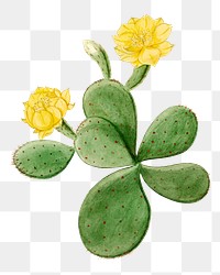 Aesthetic flower png sticker, vintage Eastern Prickly Pear illustration, classic design element