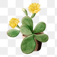 Eastern Prickly Pear cactus png sticker, vintage botanical illustration