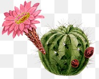 Cactus png clip art, vintage botanical illustration