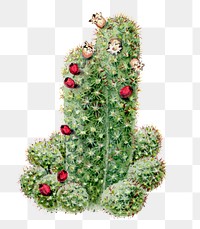 Cactus png clip art, vintage botanical design