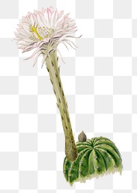 Hedgehog cactus png sticker, vintage botanical illustration