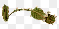 Rhipsalis Pachyptera png illustration, vintage botanical design