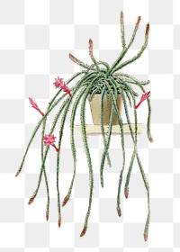 Cactus png illustration, vintage botanical design
