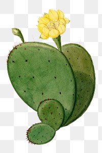 Indian fig opuntia cactus png clip art, vintage botanical illustration