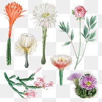 Flower and cactus png sticker on transparent background set