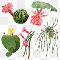 Flower and cactus png sticker on transparent background set