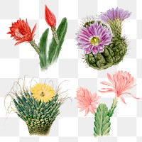 Flower and cactus png sticker on transparent background set