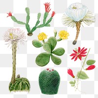 Flower and cactus png sticker on transparent background set