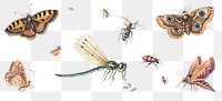 Insect and butterfly png set, remixed from artworks by Jan van Kessel