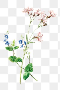 Vintage flower botanical png illustration, remix from artworks by Dolly Gurney