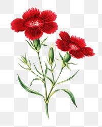 Vintage red flower illustration png, remix from artworks by Currier & Ives