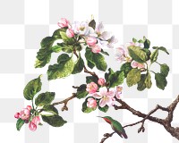 Vintage apple blossom flower illustration png, remix from artworks by Martin Johnson Heade