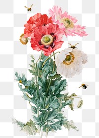 Vintage poppy flower illustration png, remix from artworks by Paul de Longpr&eacute;