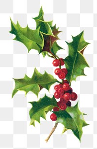 Vintage Christmas berry sticker illustration png, remix from artworks by