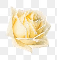 Vintage yellow rose flower head png sticker illustration, remix from artworks by Paul de Longpr&eacute;