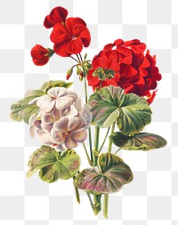 Vintage geranium flower illustration png, remix from artworks by L. Prang &amp; Co.