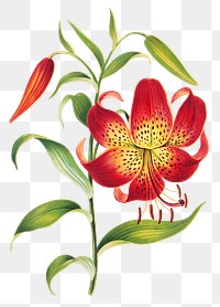 Vintage red lily flower sticker png illustration, remix from artworks by L. Prang &amp; Co.