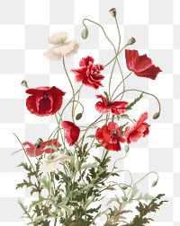 Vintage poppy flower botanical png illustration, remix from artworks by L. Prang & Co.