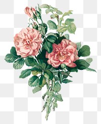 Vintage rose flower sticker illustration png, remix from artworks by L. Prang & Co.