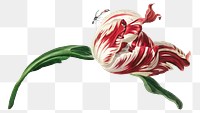 Vintage tulip flower sticker illustration png