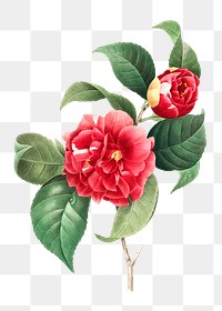 Vintage rose flower illustration png, remix from artworks by Pierre-Joseph Redout&eacute;