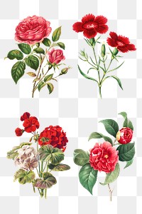 Vintage flower sticker illustration png set
