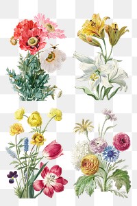 Vintage flower botanical illustration png set