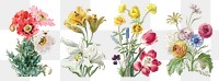 Vintage flower botanical illustration png set