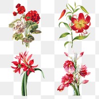 Vintage flower botanical illustration png set