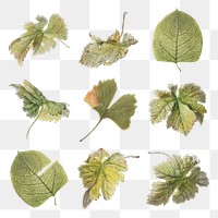 Vintage leaf sticker illustration png set