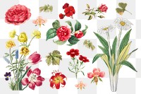 Vintage flower botanical png illustration set