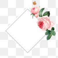 Pink cabbage rose squared frame design element