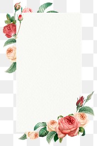 Pink cabbage rose rectangled frame design element