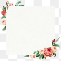 Pink cabbage rose squared frame design element