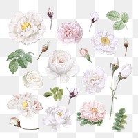 Vintage white flowers collection transparent png
