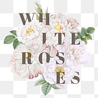 Blooming white roses design element transparent png